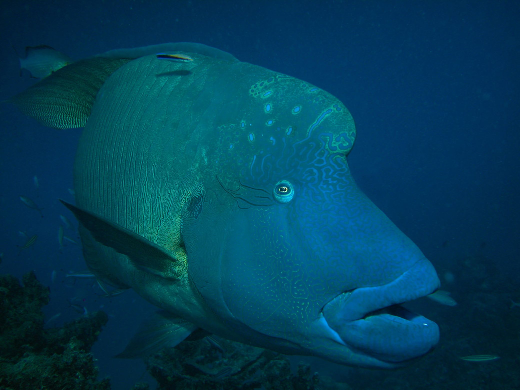 Maori-Wrasse