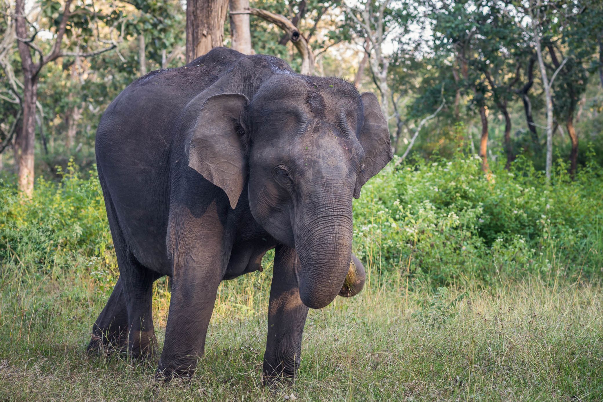 Elephant in Indian nature