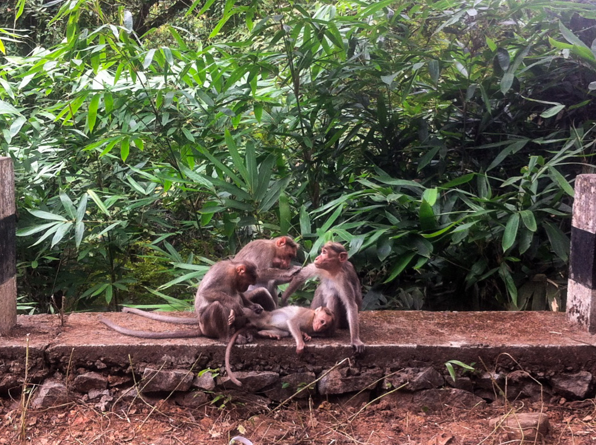 nature india monkeys