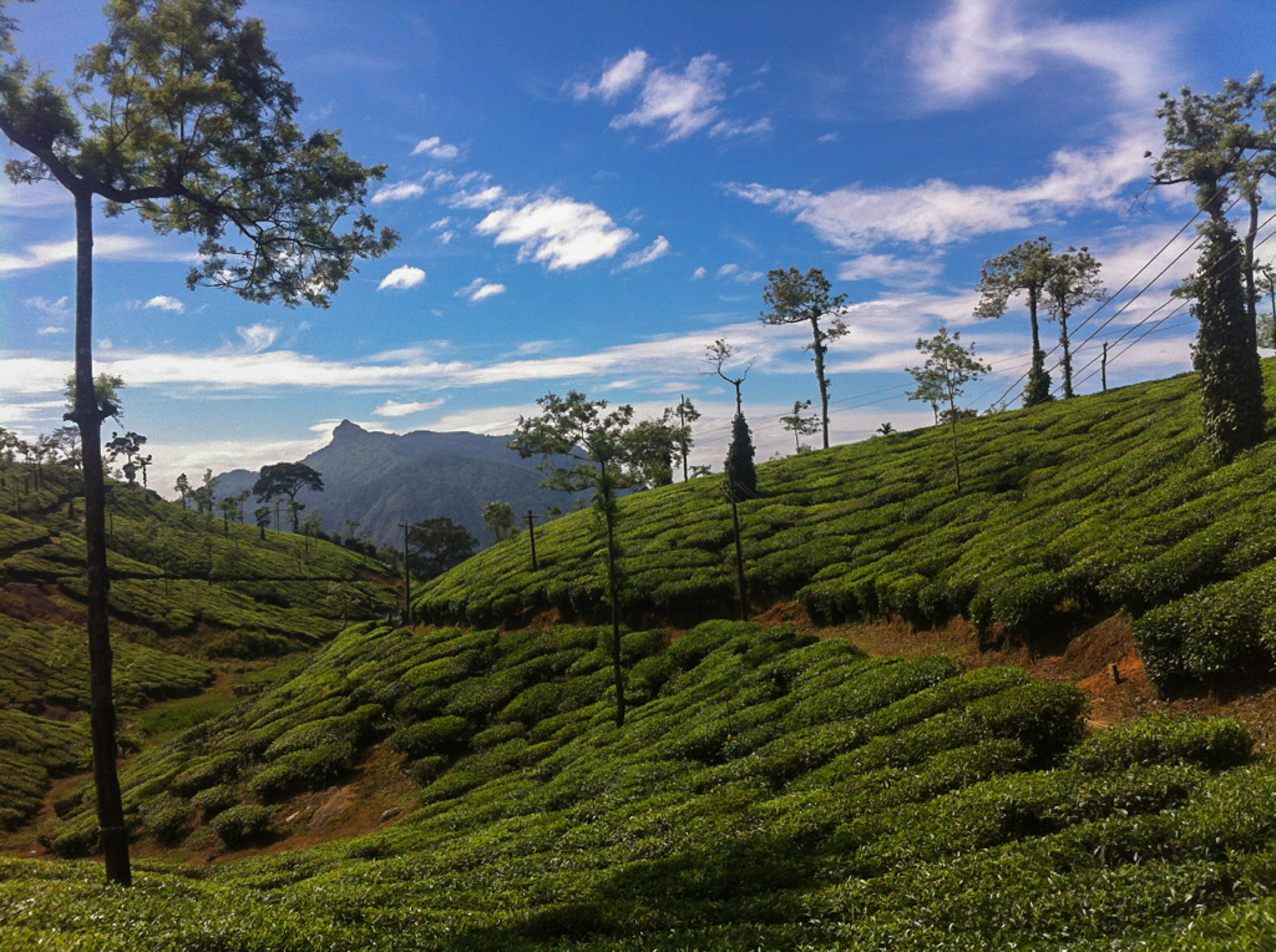 Tea plantations India