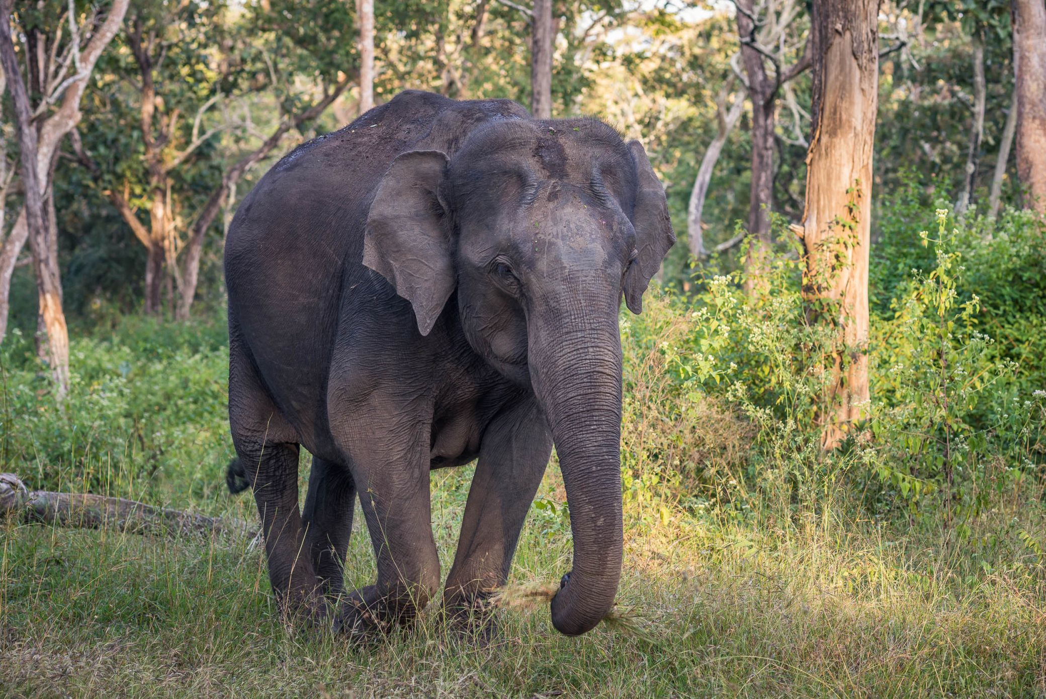 Elephant nature India