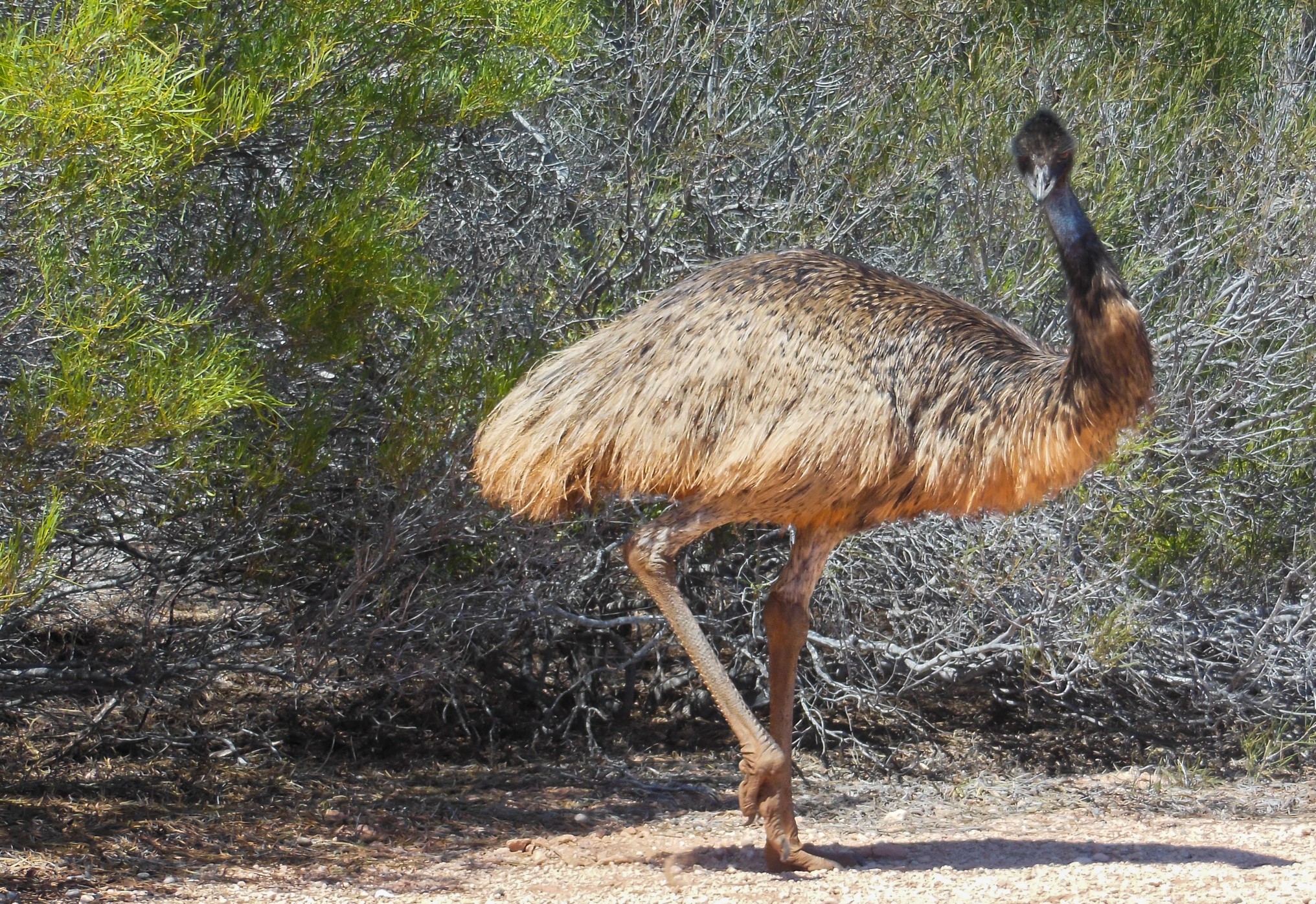 emoe in Australia