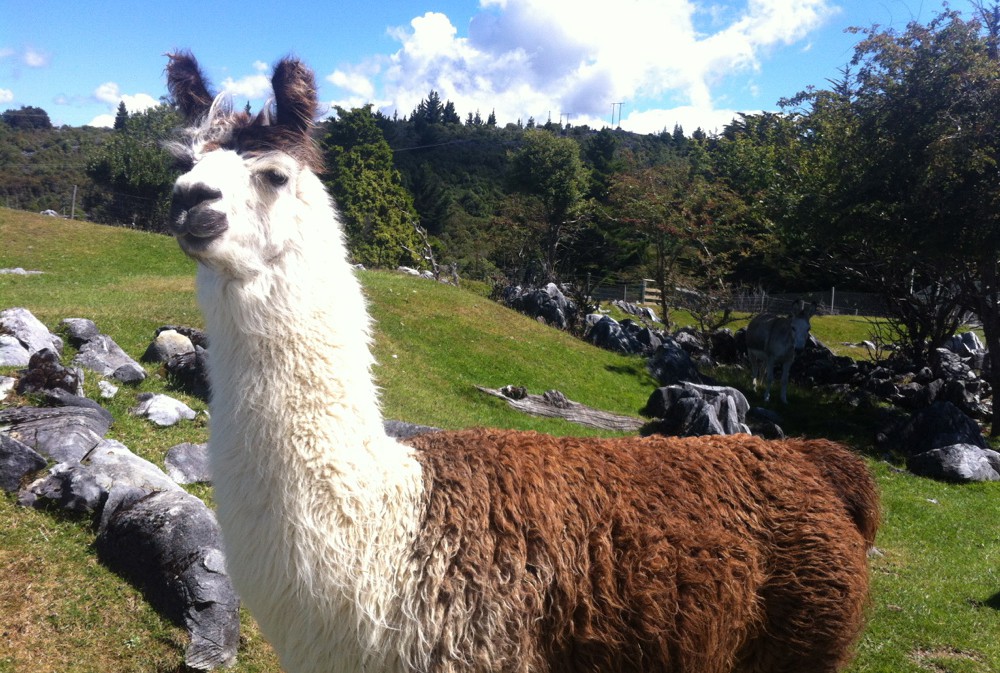 Happy llama in New Zealand