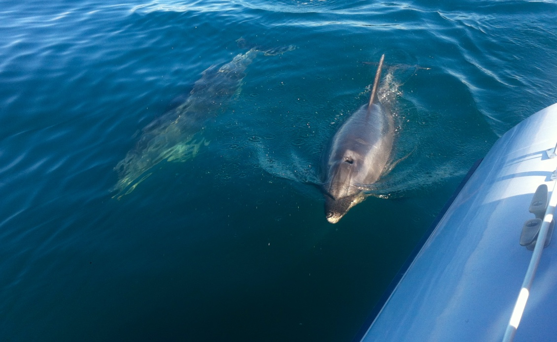 dolphin New Zealand