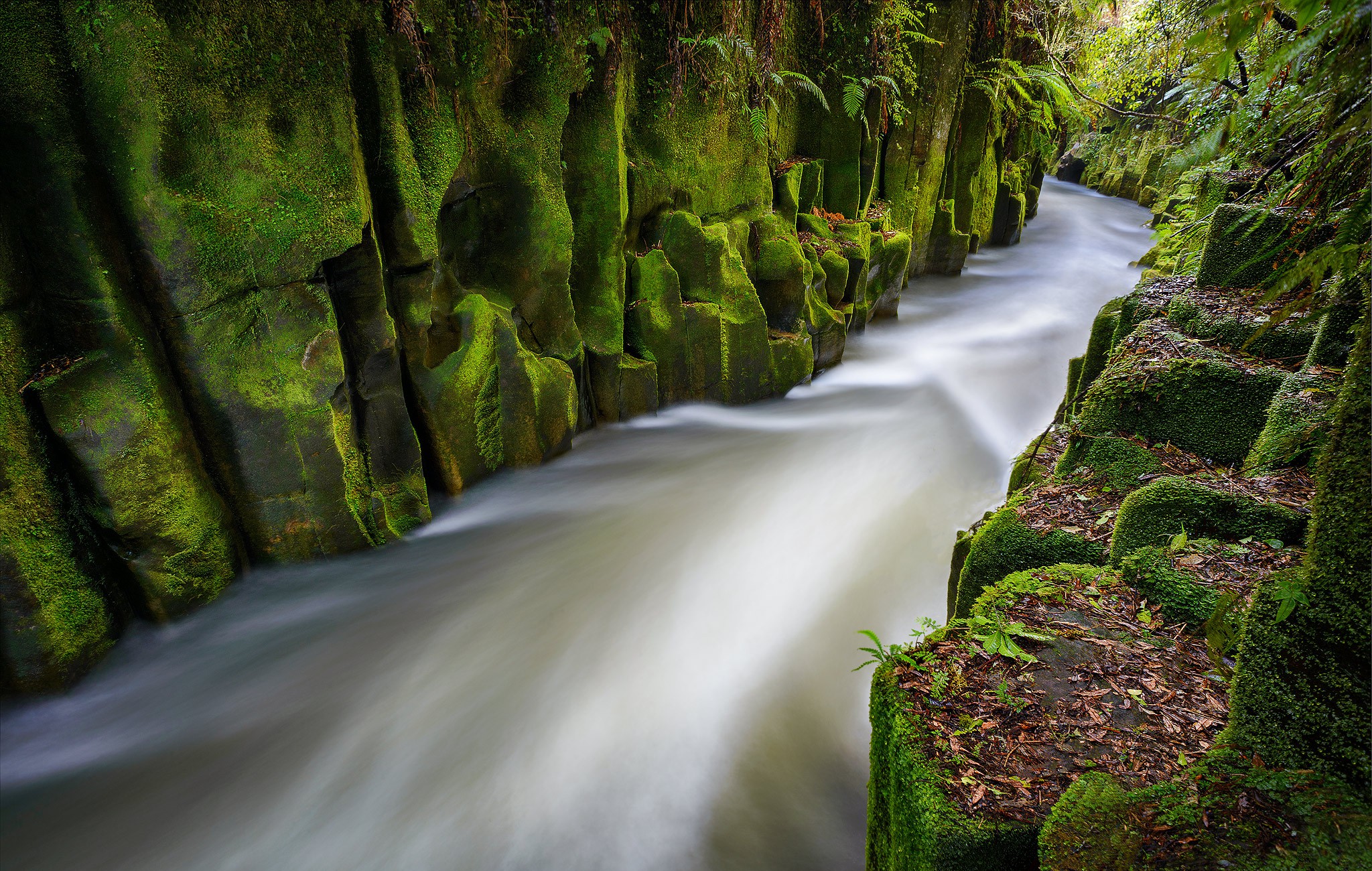 Canyon in Whirinaki Forest