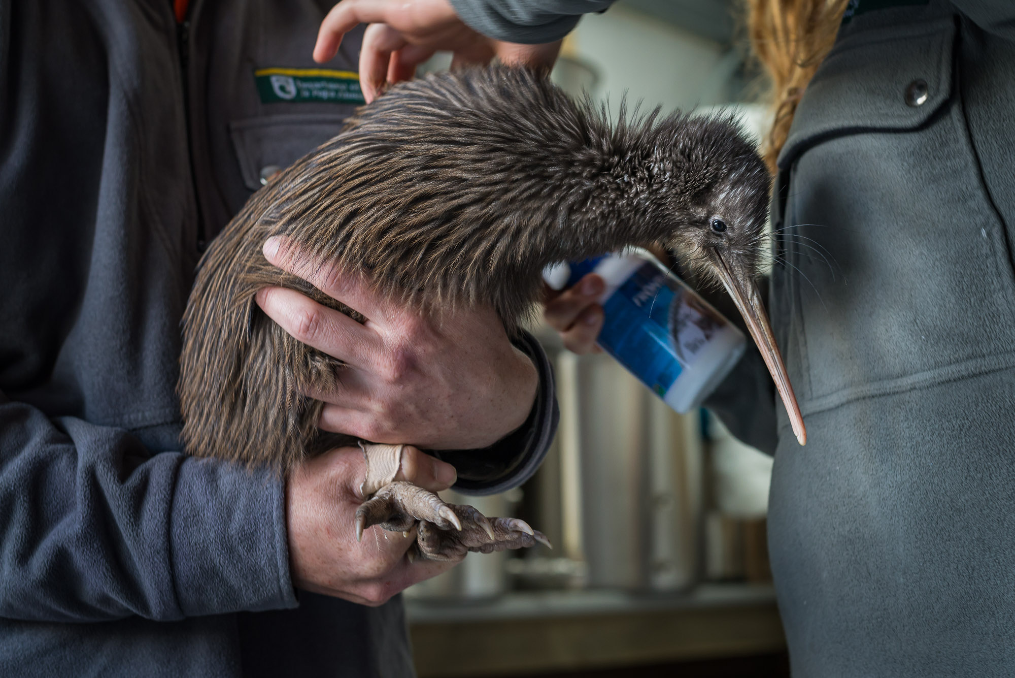 Kiwi release New Zealand