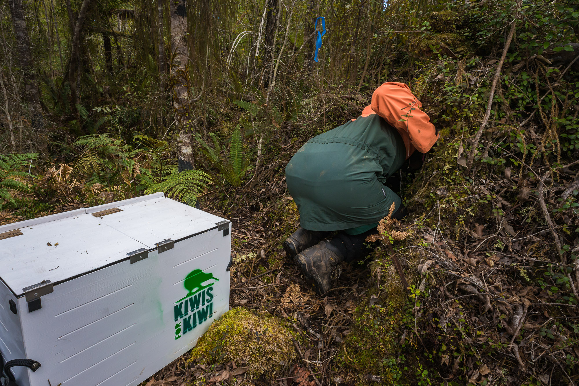 Kiwi release New Zealand,