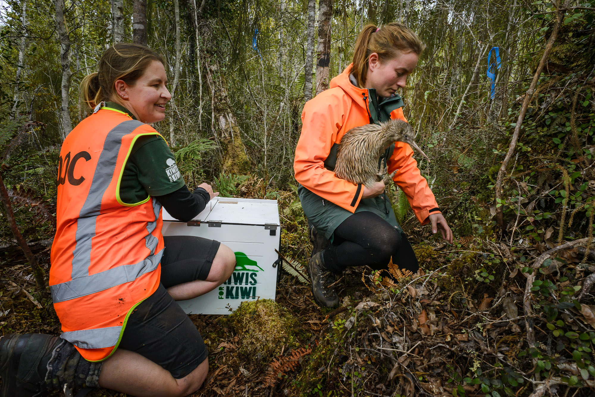 Kiwi release NZ