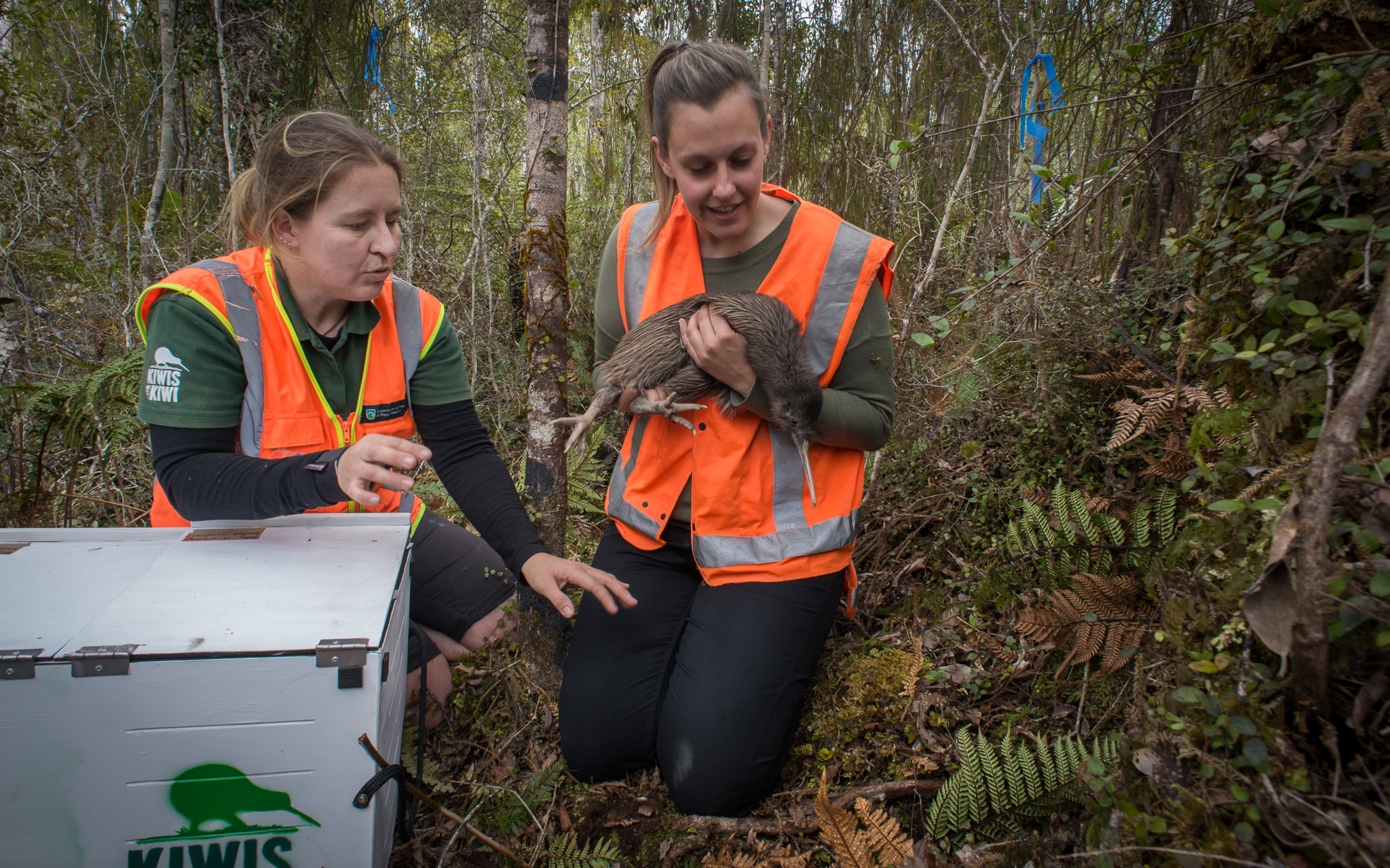 kiwi release NZ