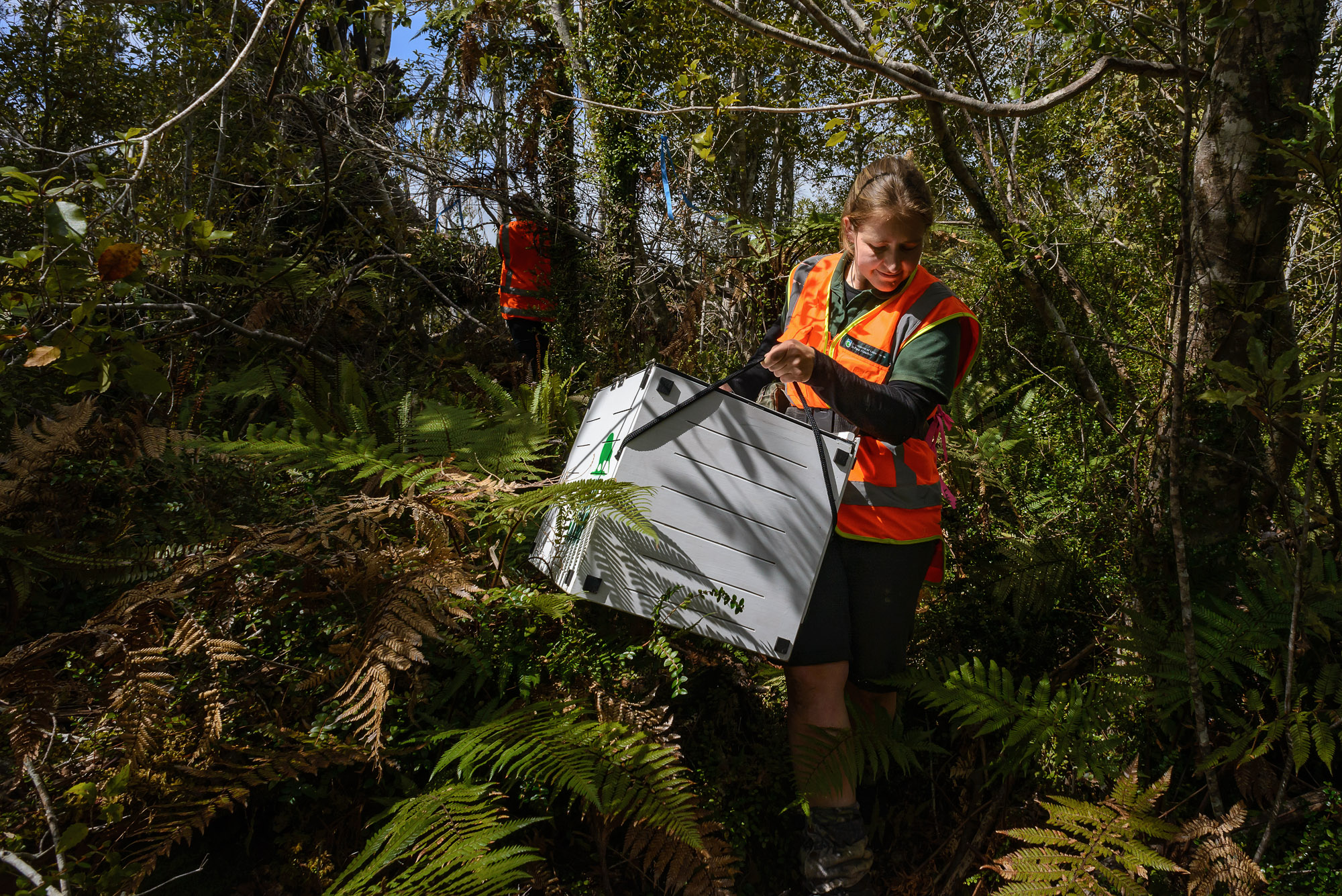 Kiwi release NZ