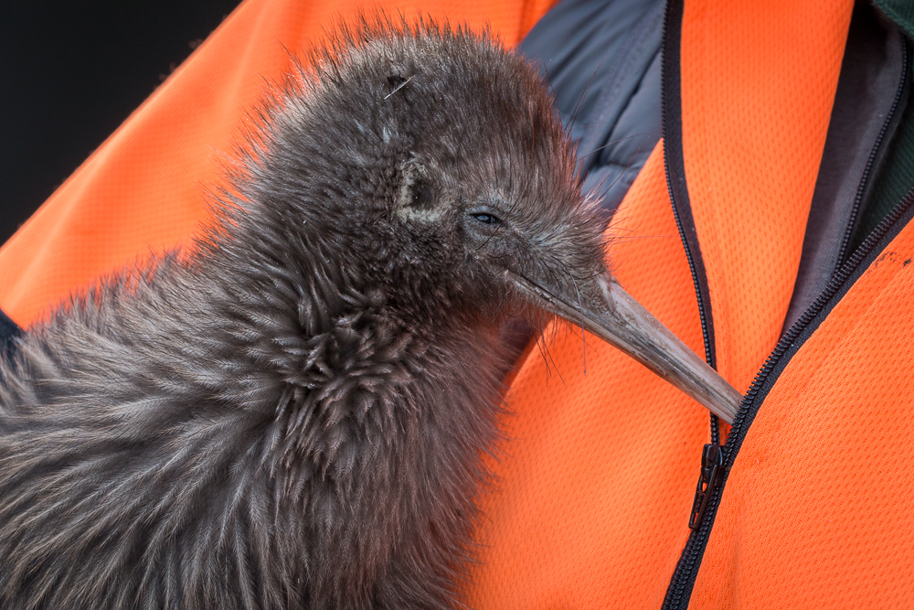 kiwi NZ