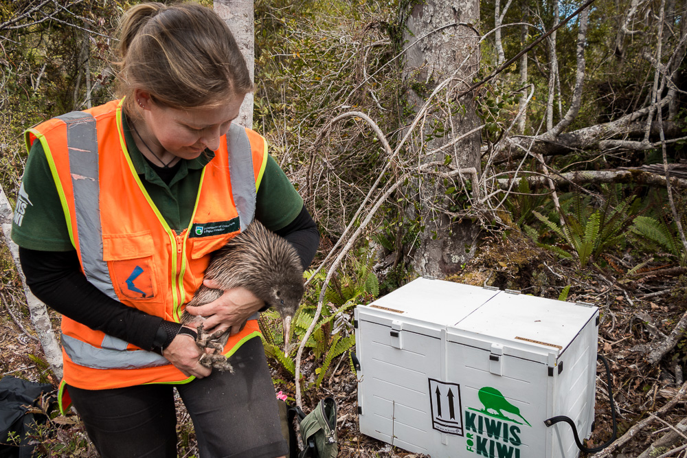 kiwi release NZ