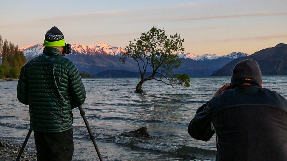 That Wanaka Tree