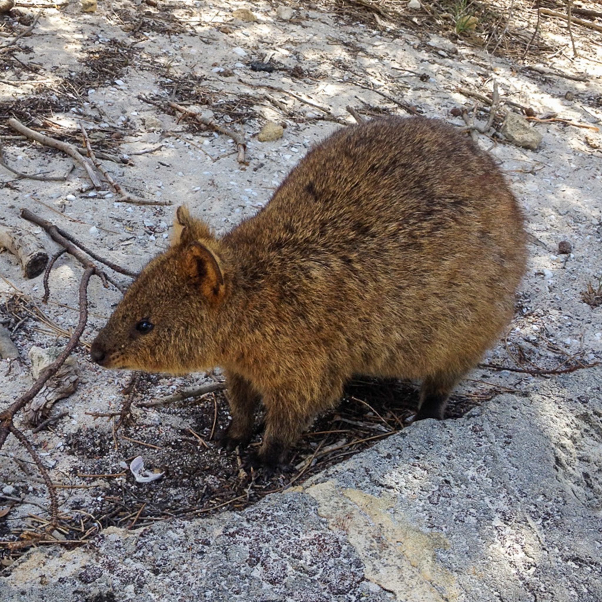 Quokka Rottnest Island