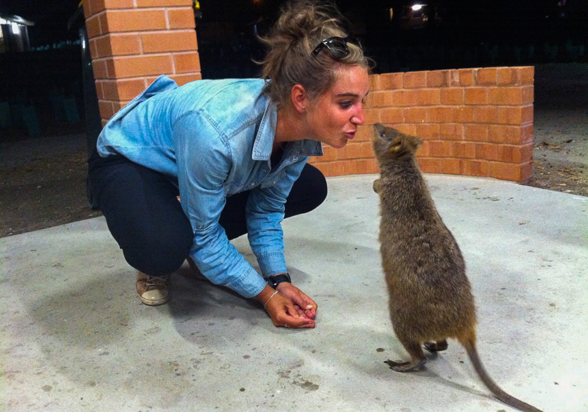 Quokka kiss Australia