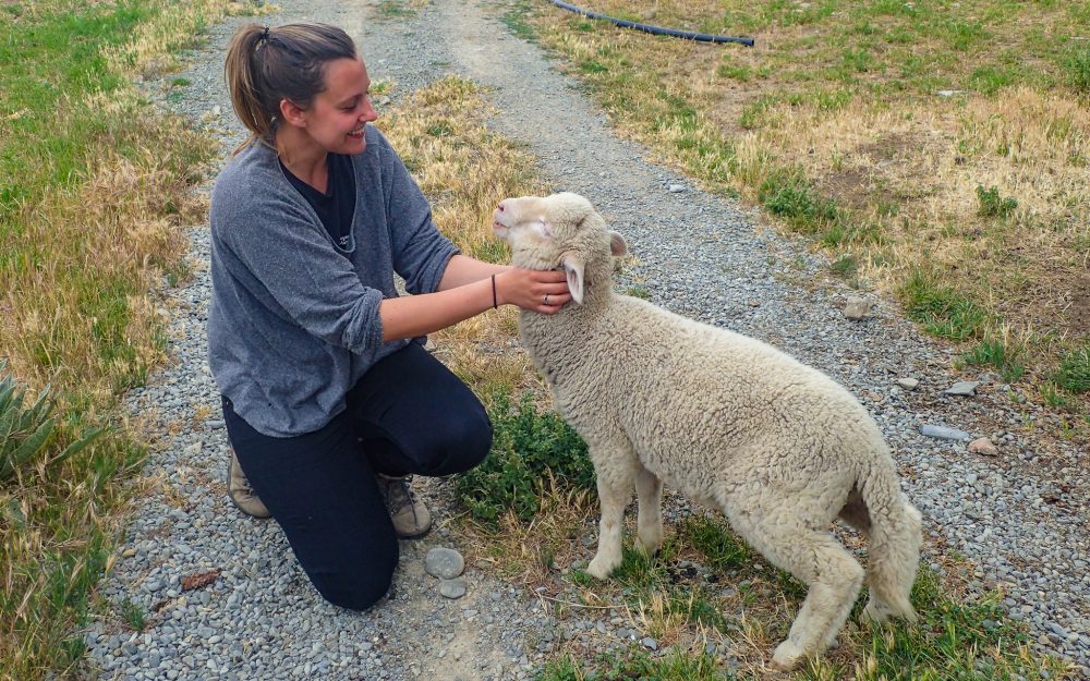 petting sheep on farm