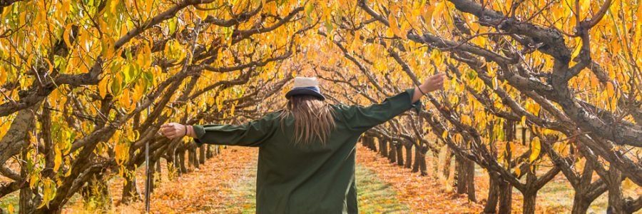 Otago in autumn: a fairytale world