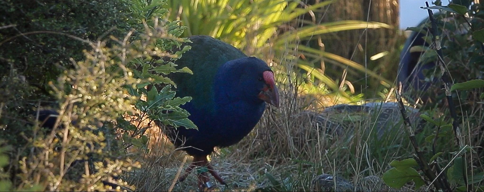 pukahe bird