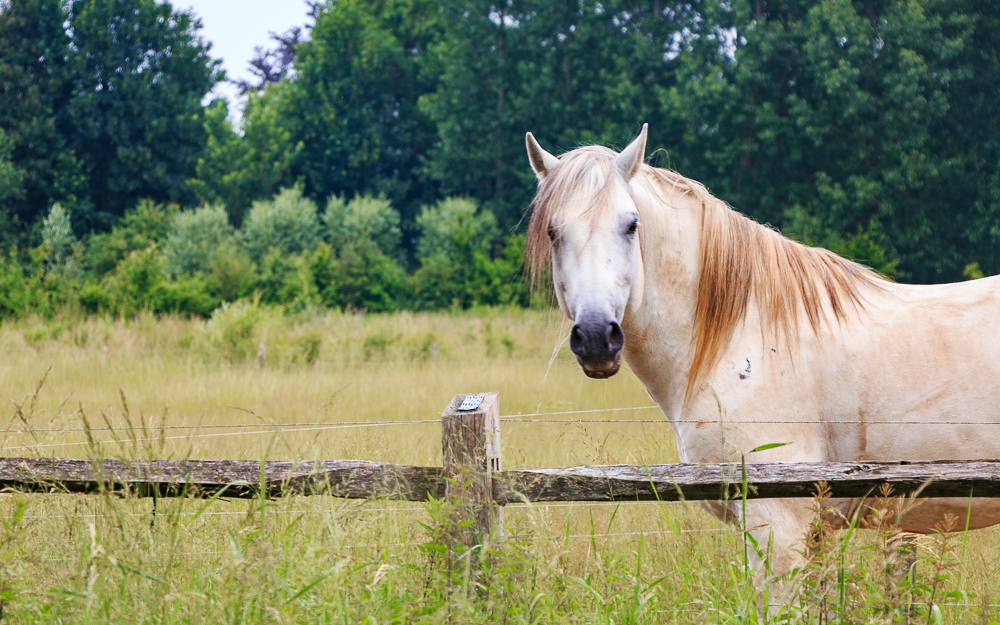 kasteelhoeve wange