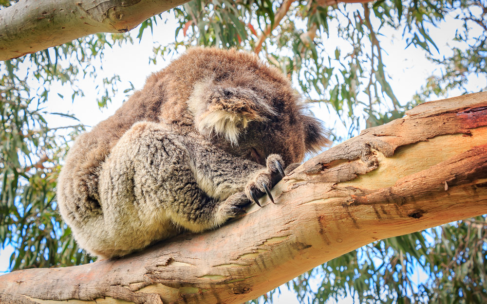 koala great ocean road