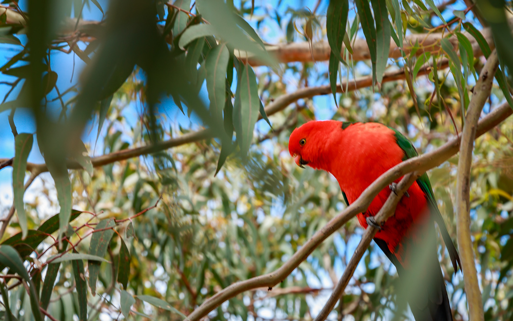 king parrot great ocean road