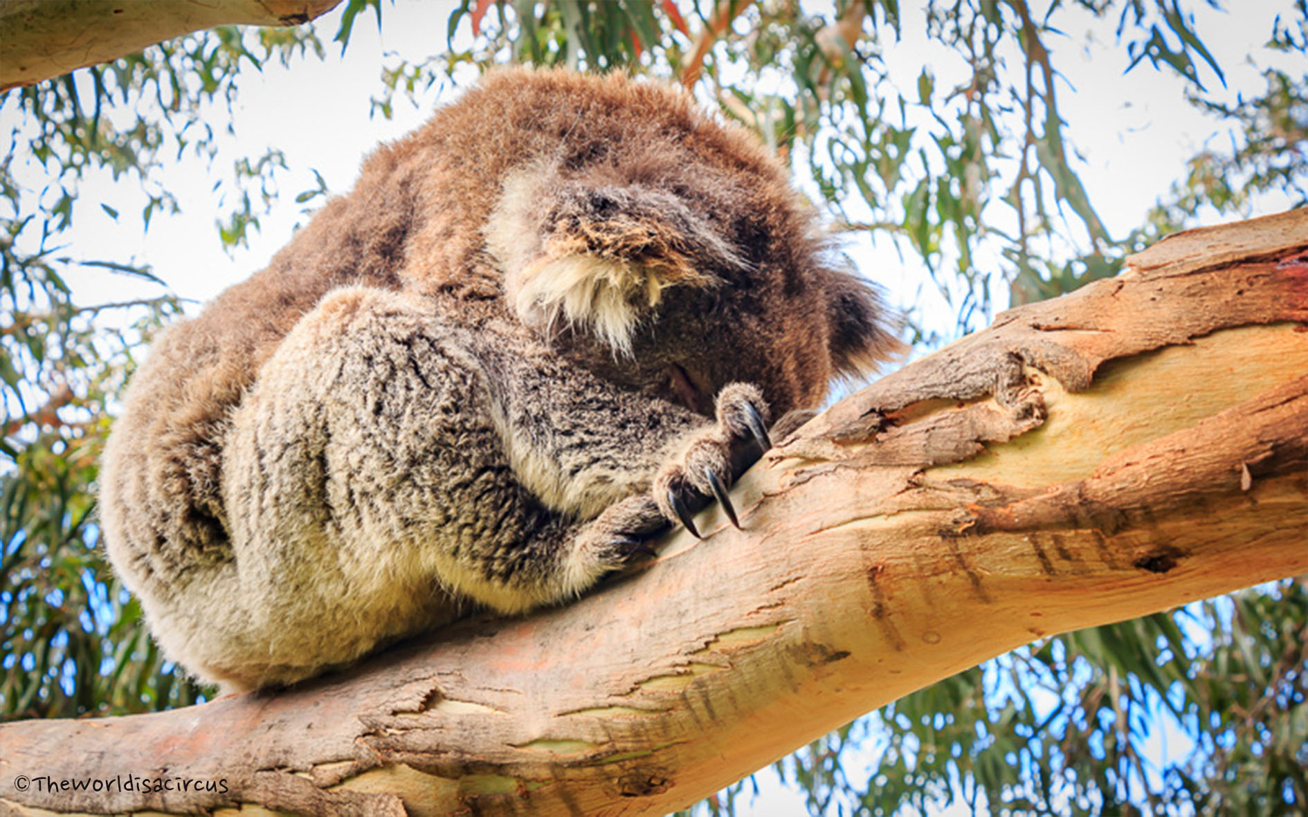 Cute koala at the Great Ocean Road