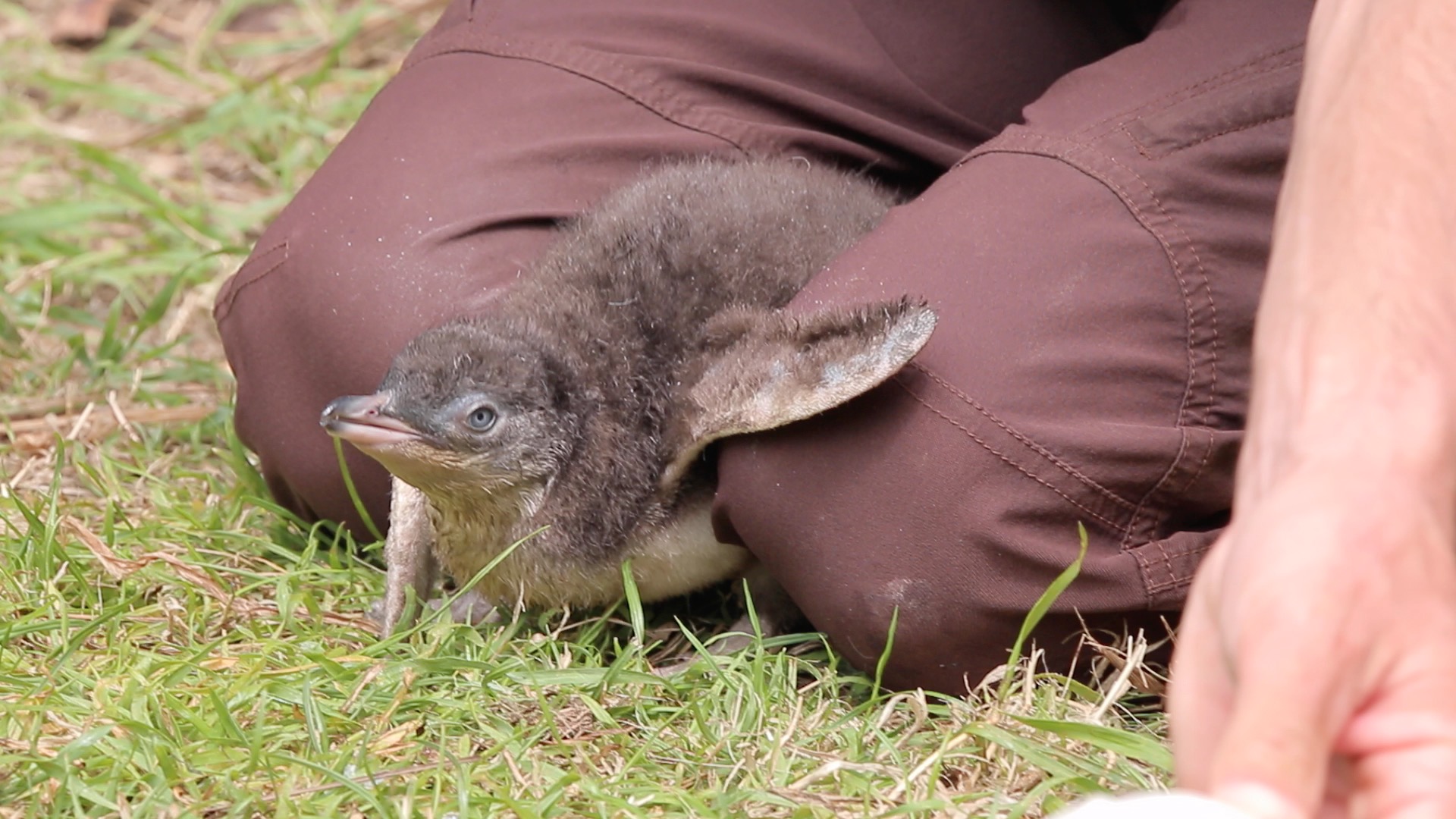 Little penguin in the rehabilitation project