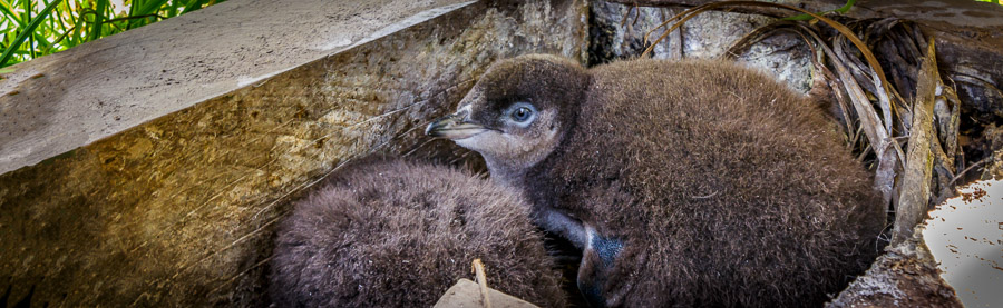 pohatu penguins akaroa