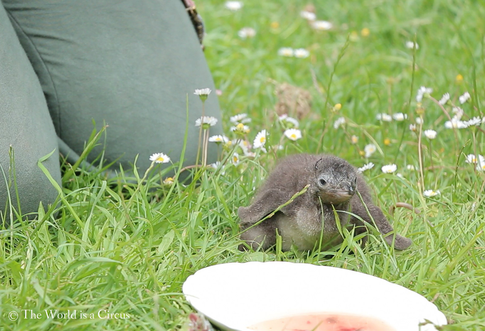 Meet the world s smallest penguin The World is a Circus