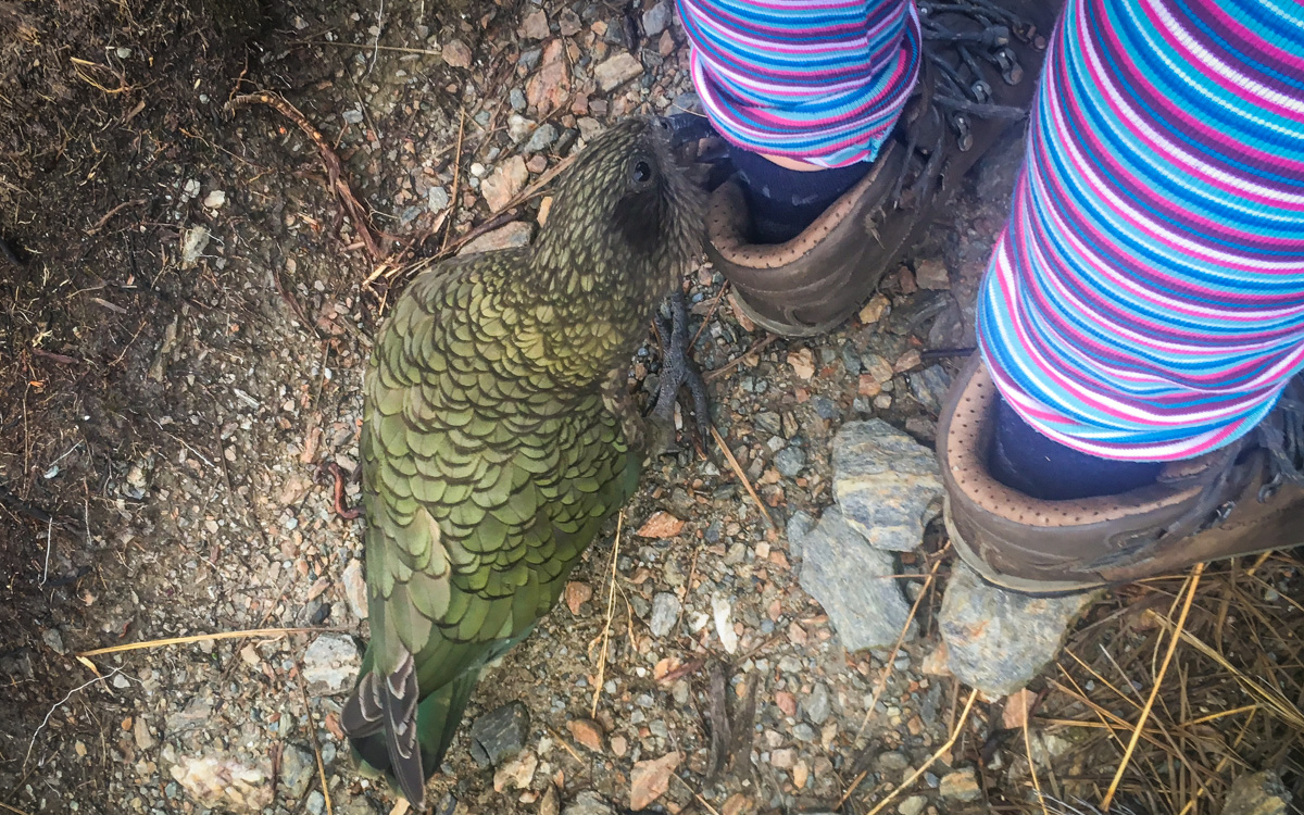 Cheeky kea saying good morning.