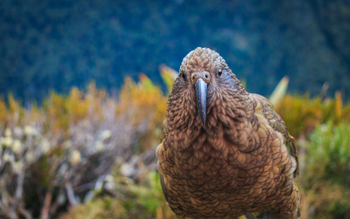 Cheeky kea saying good morning.