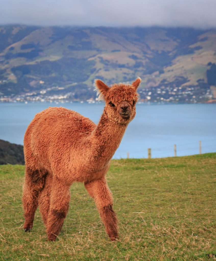 Beautiful little alpaca.