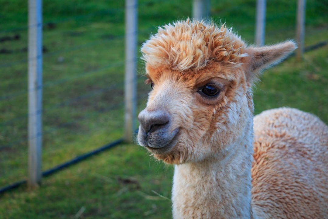 One of many cuddly alpacas. 