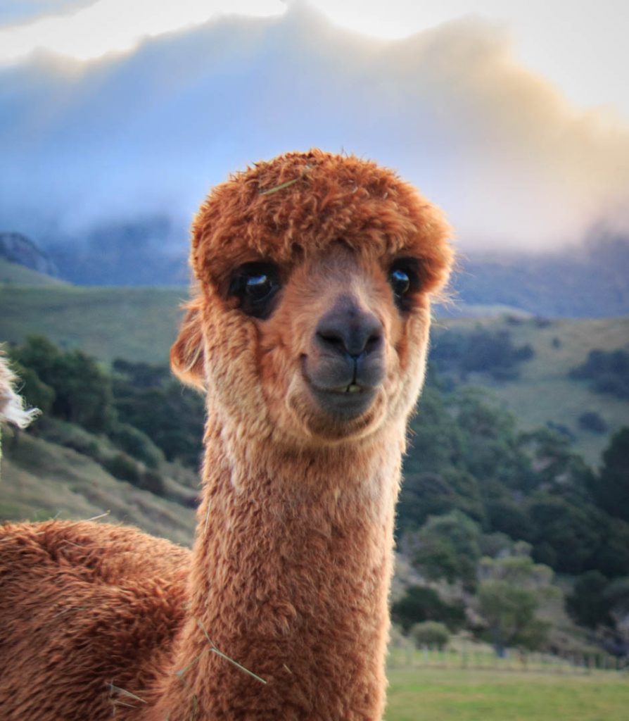 One pretty alpaca in Akaroa