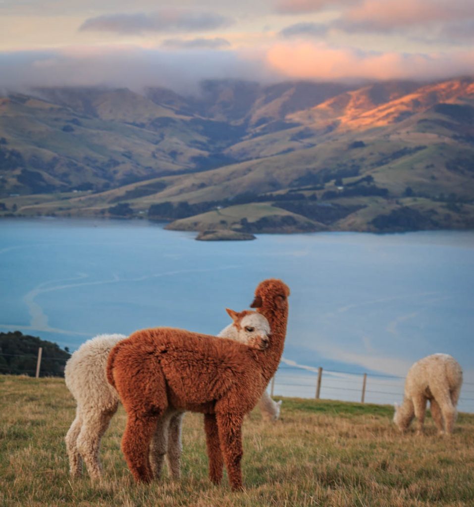Alpaca cuddles with a view.