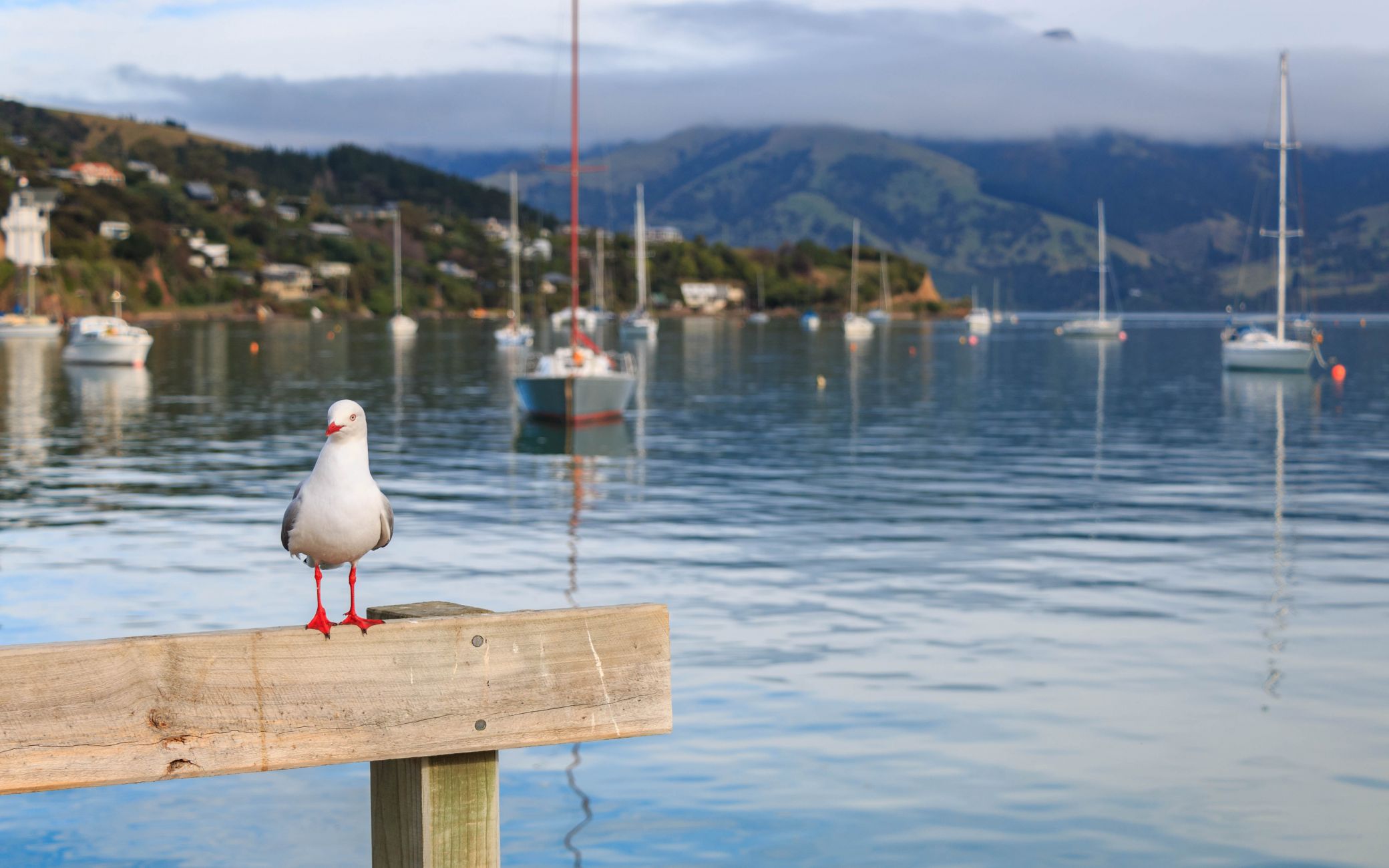 Pigeons and boats in the harbour.