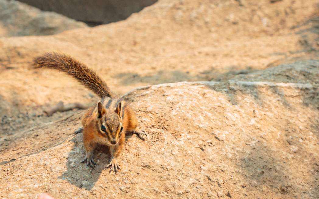 Chipmunk in Cypress Hill Provincial Park