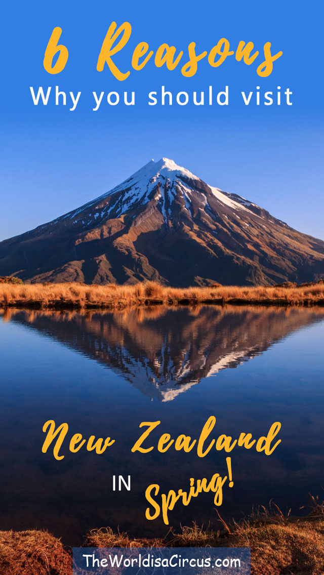 6 Reasons To Visit NZ in Spring