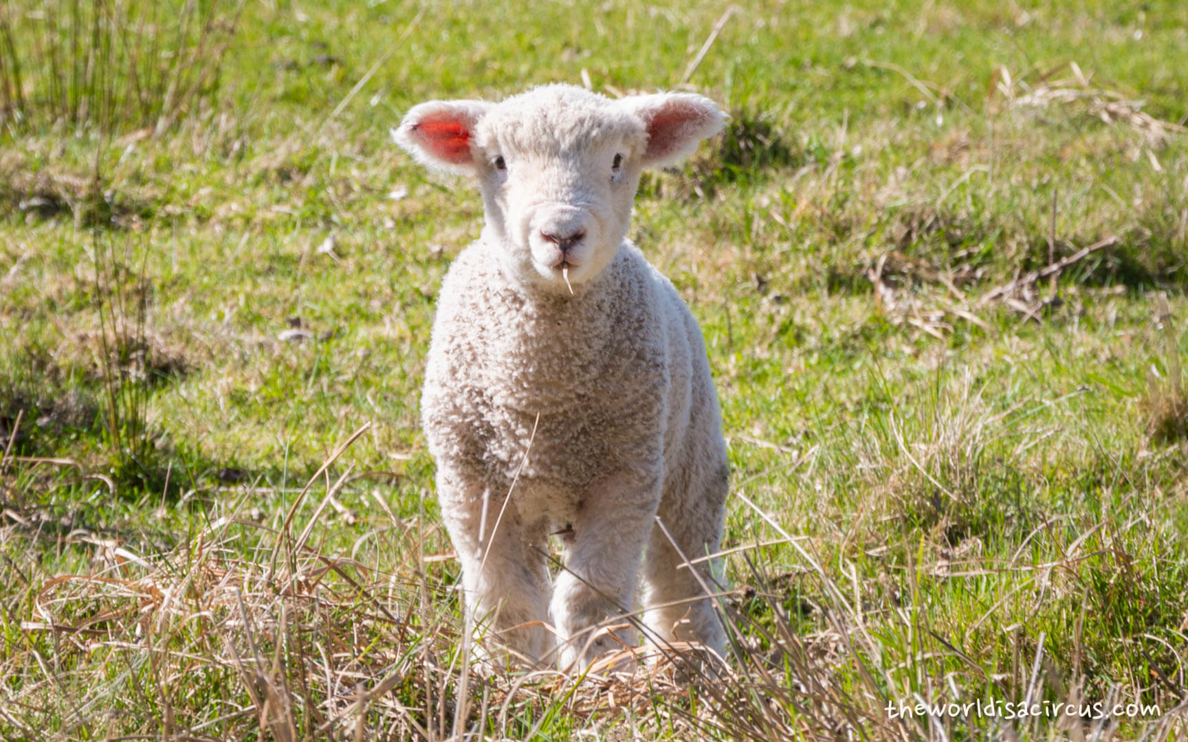 Cute lamb in New Zealand