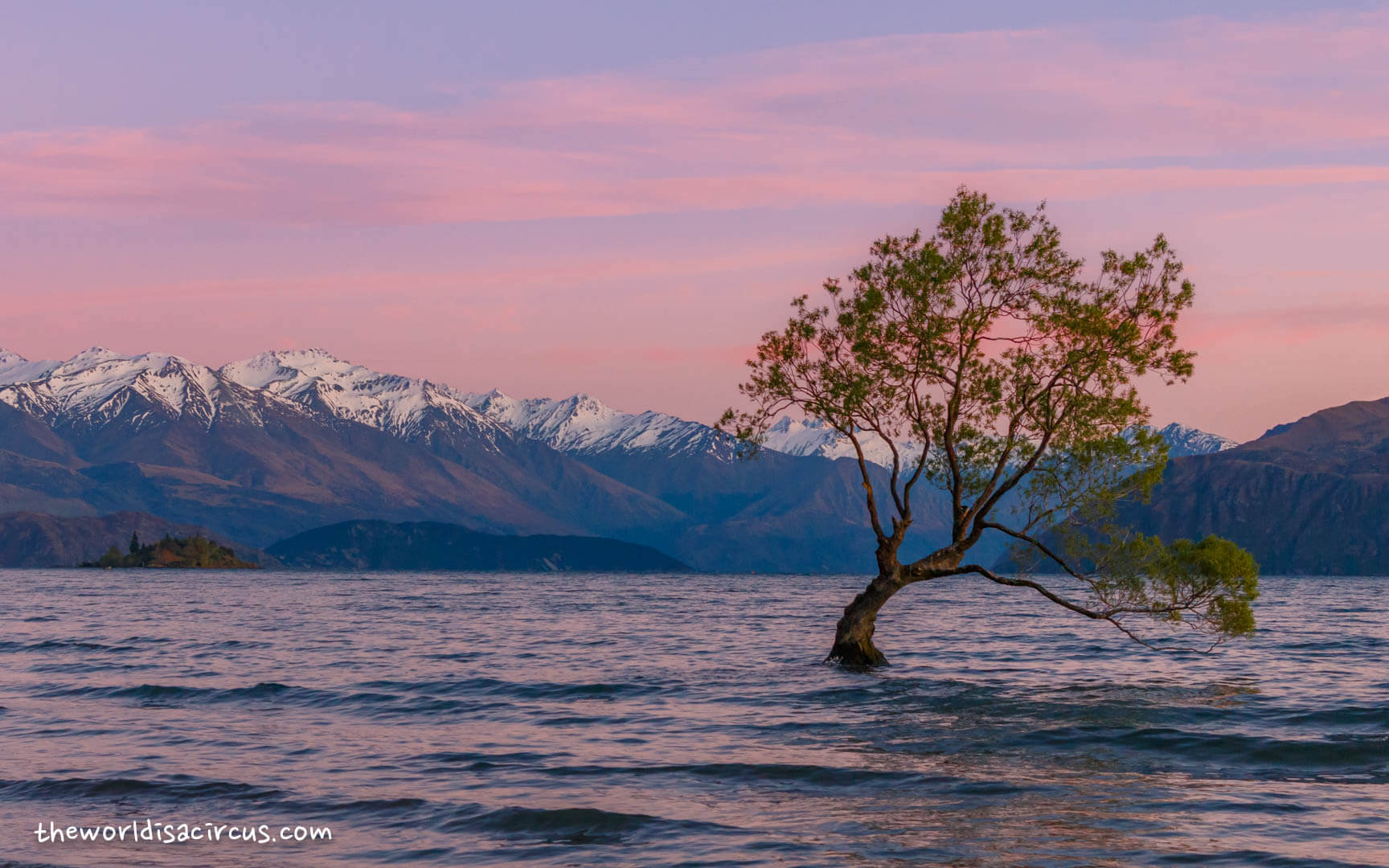 That Wanaka Tree sunrise, New Zealand