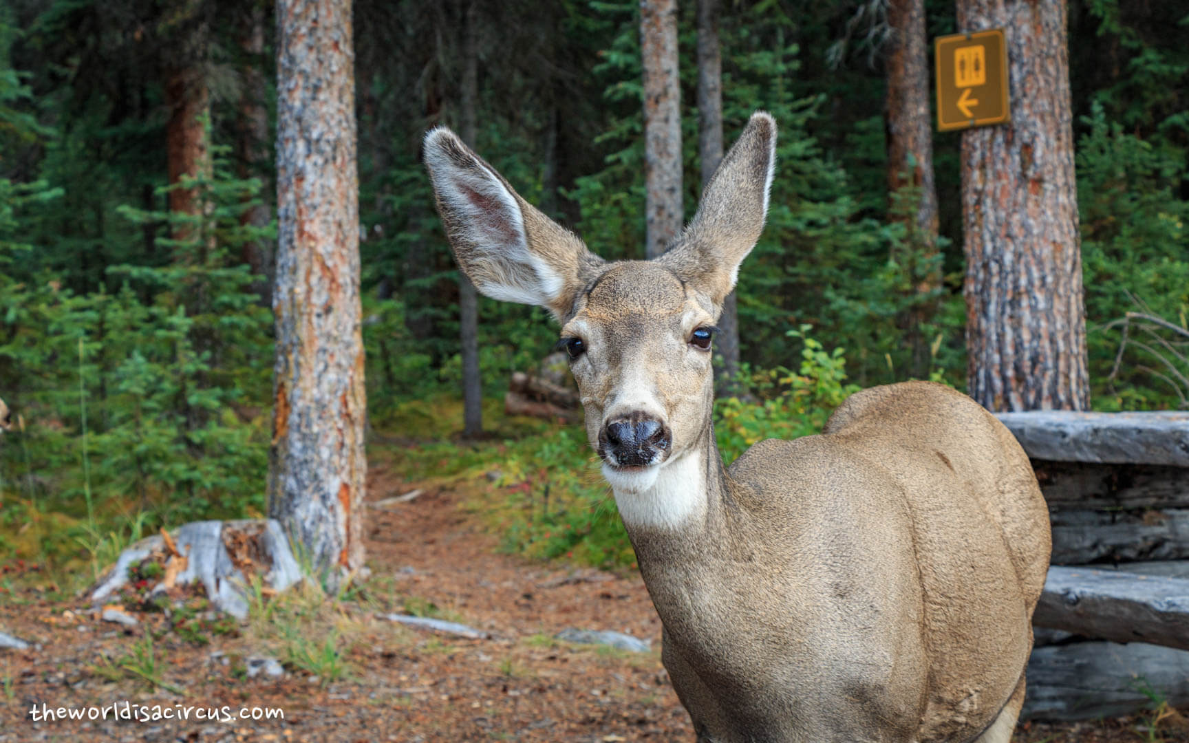 Wildlife in Canada is amazing.